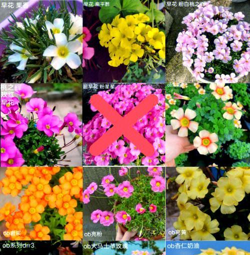 ob酢浆草催芽方法是什么？需要多长时间才能发芽？