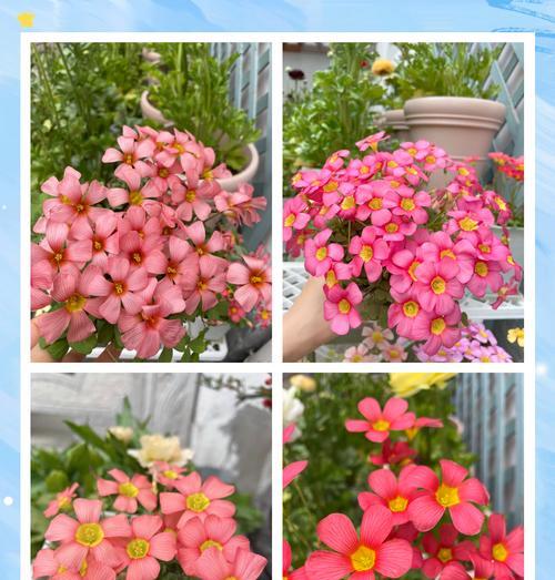 ob酢浆草催芽方法是什么？需要多长时间才能发芽？
