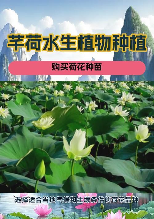 荷花种植怎么催芽？有效催芽技巧有哪些？