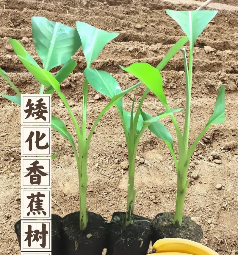 香蕉怎么种植方法？初学者指南有哪些？