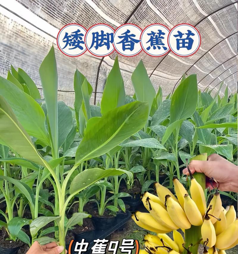 香蕉怎么种植方法？初学者指南有哪些？