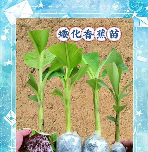 香蕉怎么种植方法？初学者指南有哪些？