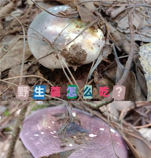 野生鸡菇种植方法有哪些？如何确保种植成功？