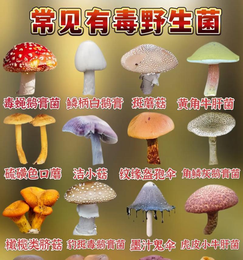 野生鸡菇种植方法有哪些？如何确保种植成功？