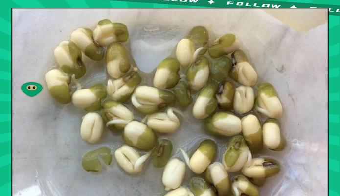 大绿豆芽怎么种植方法？步骤和技巧有哪些？