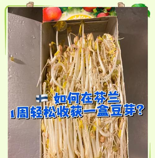 大绿豆芽怎么种植方法？步骤和技巧有哪些？