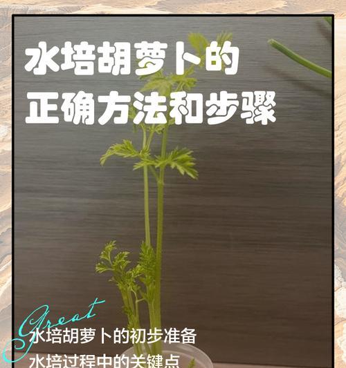 大棚种植胡萝卜的最佳方法是什么？如何确保高产优质？