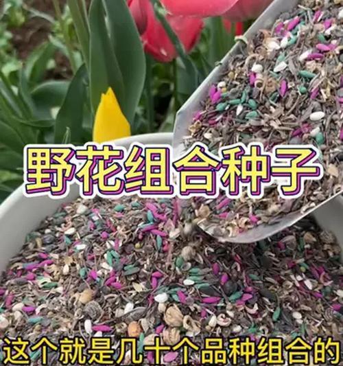 用水催芽后移栽土里的正确步骤是什么？
