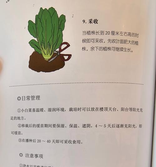 用水催芽后移栽土里的正确步骤是什么？