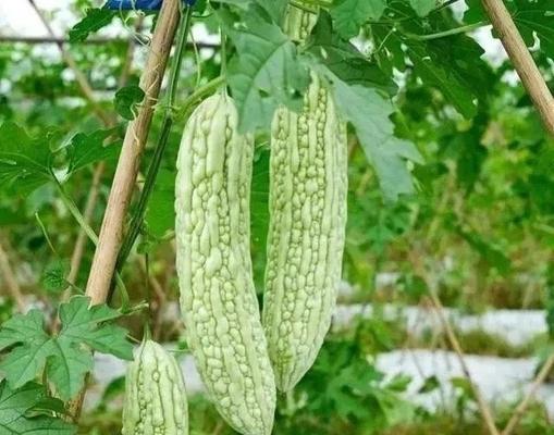 苦瓜籽催芽方法有哪些？如何快速成功催芽？