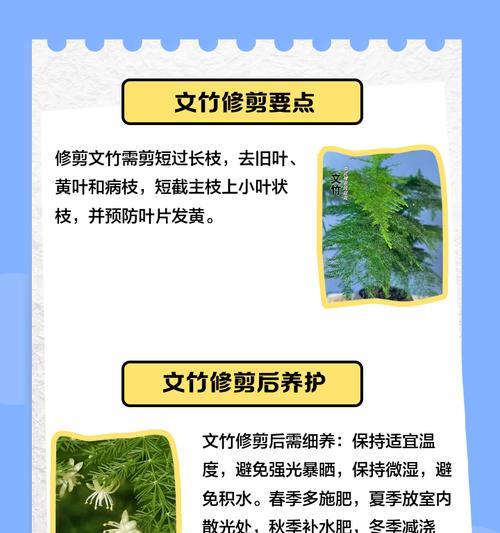 矮化文竹修剪枝条的正确方法是什么？修剪后如何促进新枝生长？