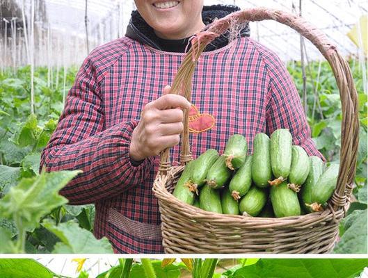 大棚黄瓜籽催芽方法是什么？需要多长时间才能发芽？