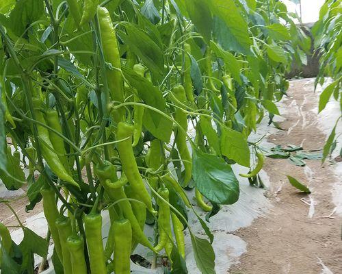 大棚黄瓜籽催芽方法是什么？需要多长时间才能发芽？