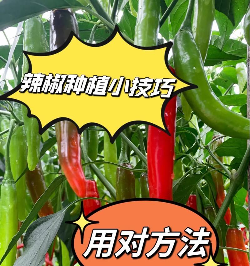 育辣椒催芽发芽快的方法是什么？