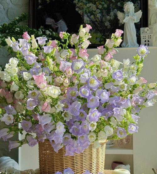 风铃花种催芽方法有哪些？如何快速发芽？