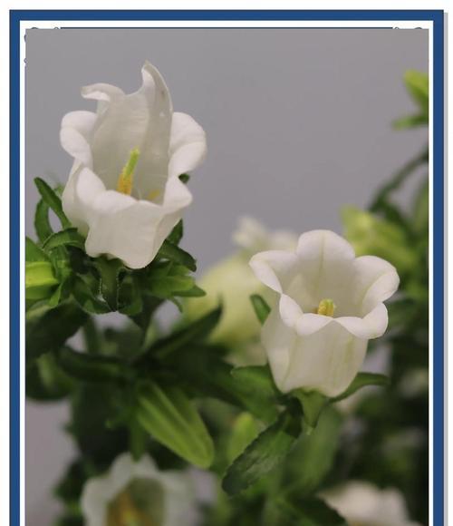 风铃花种催芽方法有哪些？如何快速发芽？