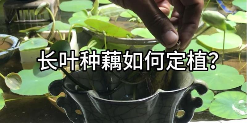 盆栽藕种植方法是什么？盆栽藕的种植步骤有哪些？