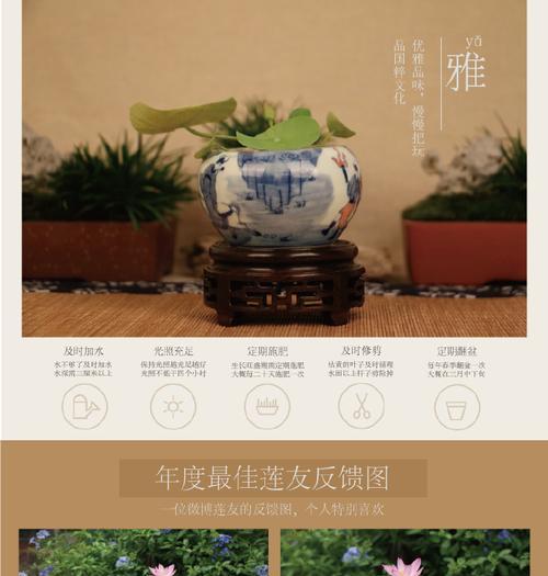 盆栽藕种植方法是什么？盆栽藕的种植步骤有哪些？