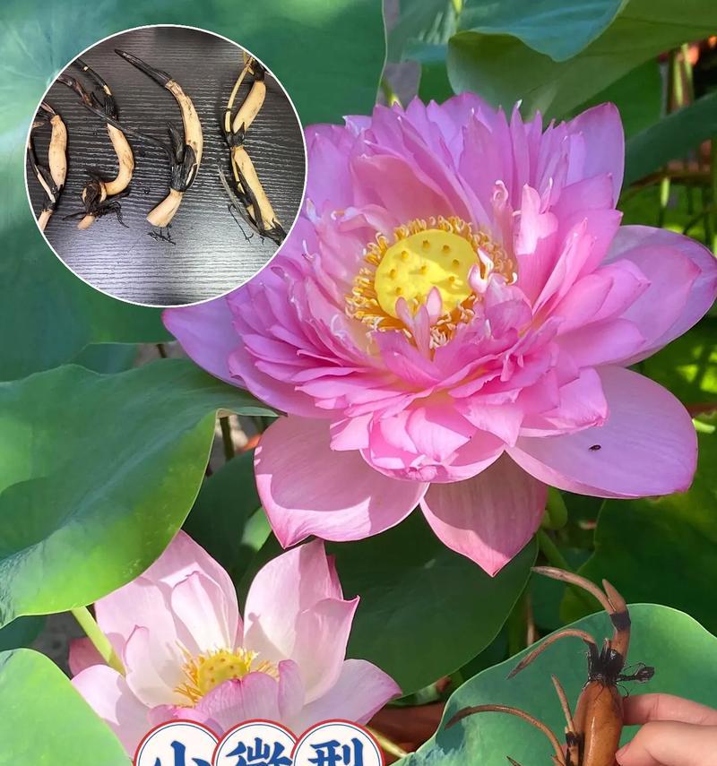 盆栽藕种植方法是什么？盆栽藕的种植步骤有哪些？