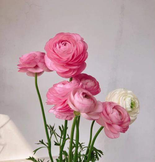无花籽催芽方法是什么？需要多长时间才能发芽？
