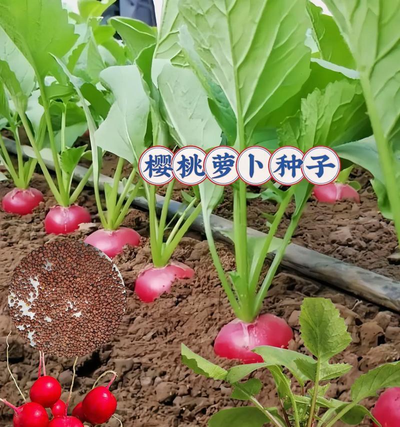 樱桃种子怎么催芽？有哪些有效的方法？