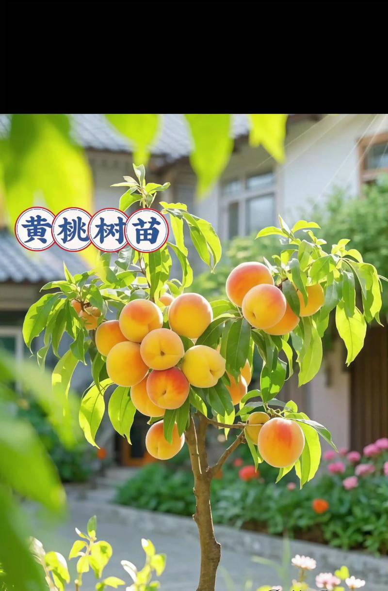 黄桃怎么种植方法？初学者指南及常见问题解答？