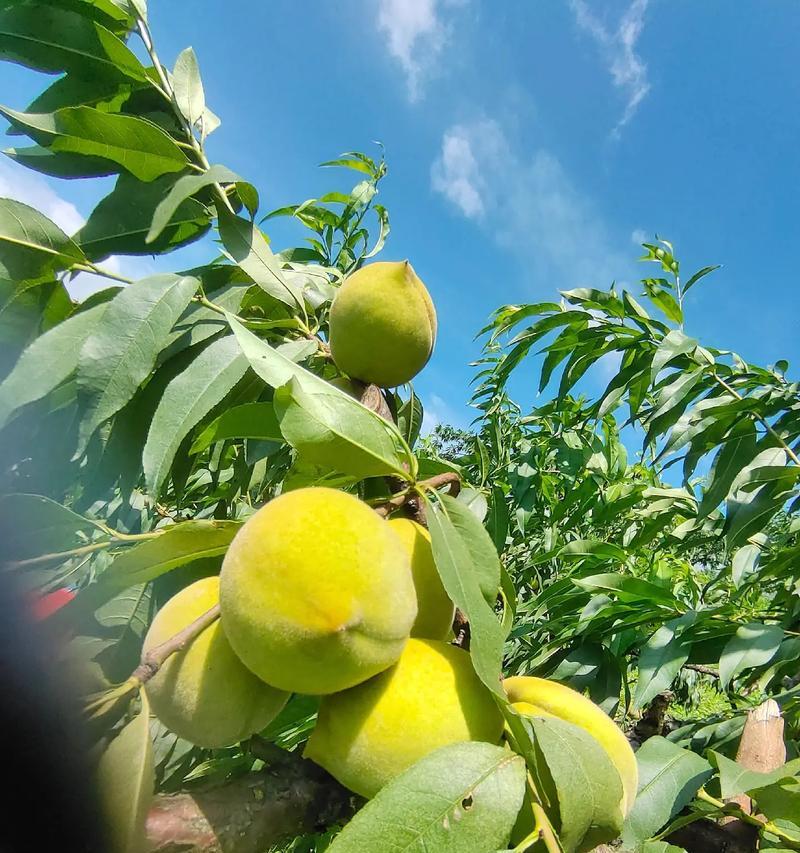 黄桃怎么种植方法？初学者指南及常见问题解答？