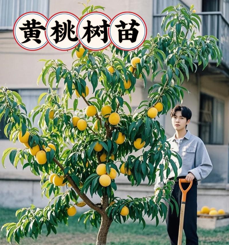 黄桃怎么种植方法？初学者指南及常见问题解答？