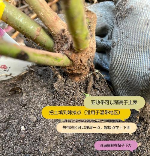 月季没有苗怎么种植方法？从零开始的种植指南是什么？