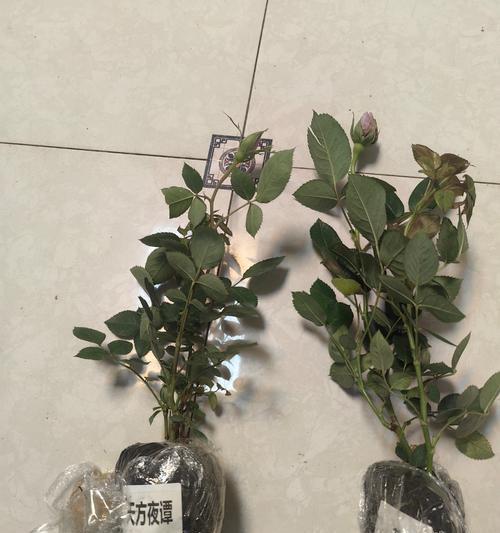 月季没有苗怎么种植方法？从零开始的种植指南是什么？