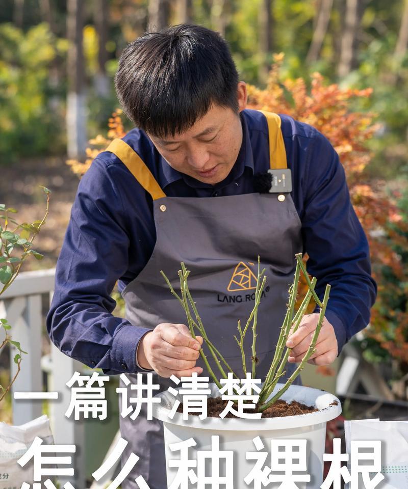 月季没有苗怎么种植方法？从零开始的种植指南是什么？