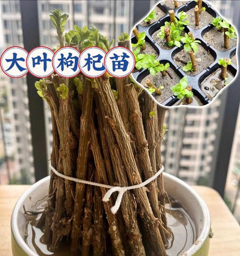 枸杞盆栽怎么种植方法？有哪些注意事项？