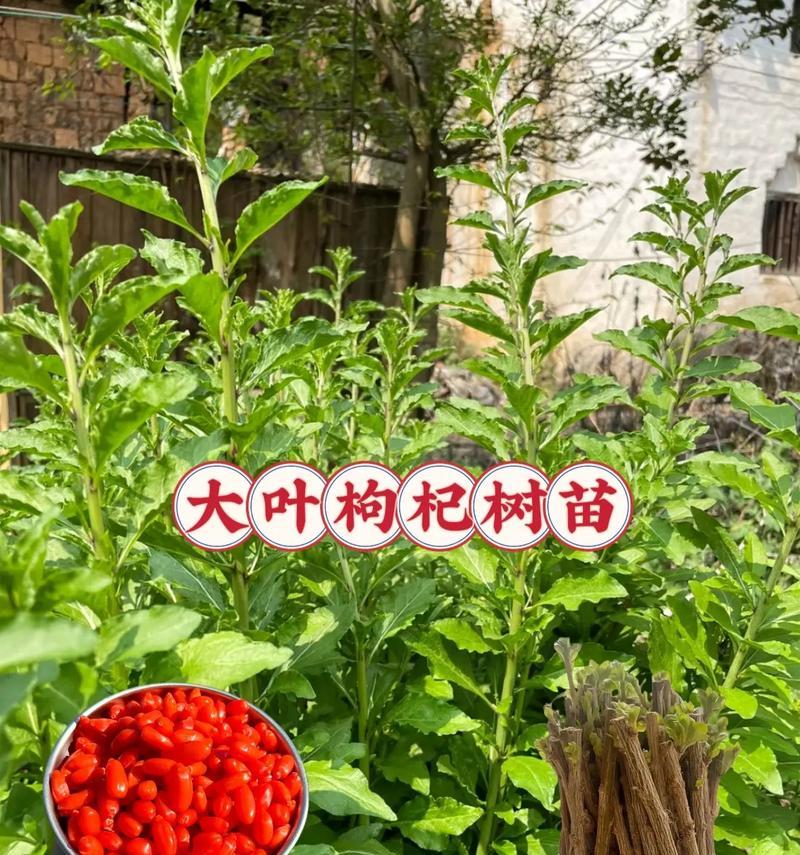 枸杞盆栽怎么种植方法？有哪些注意事项？
