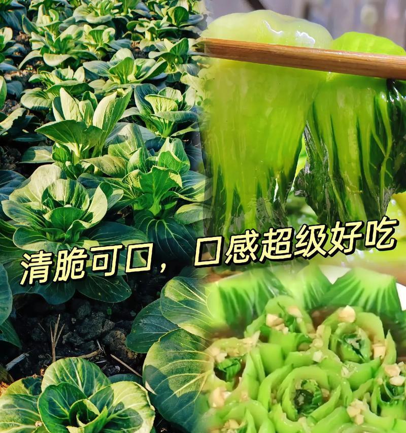 冬树青籽怎么种植方法？步骤和注意事项是什么？