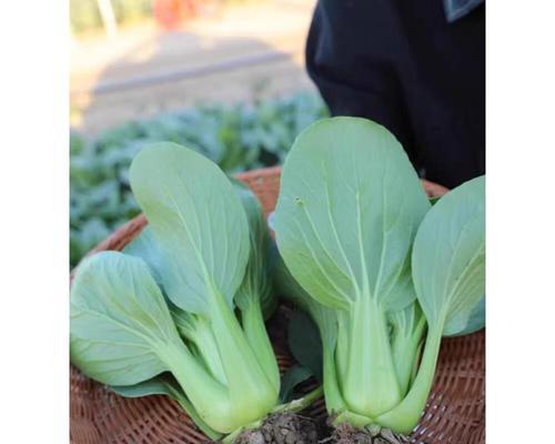 冬树青籽怎么种植方法？步骤和注意事项是什么？