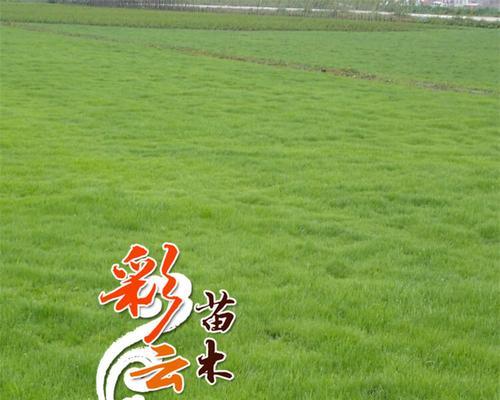 冬树青籽怎么种植方法？步骤和注意事项是什么？