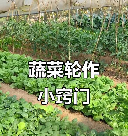 青菜怎么种植方法？家庭种植青菜的步骤和技巧是什么？