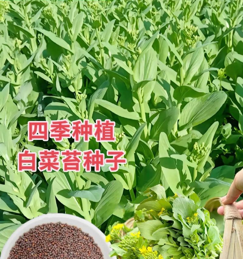 青菜怎么种植方法？家庭种植青菜的步骤和技巧是什么？