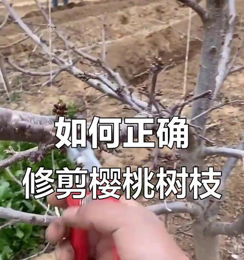 红花枝修剪枝条的最佳时机是什么时候？修剪后如何护理？