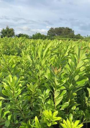杨梅怎么种植方法？从选种到收获的全过程解析？