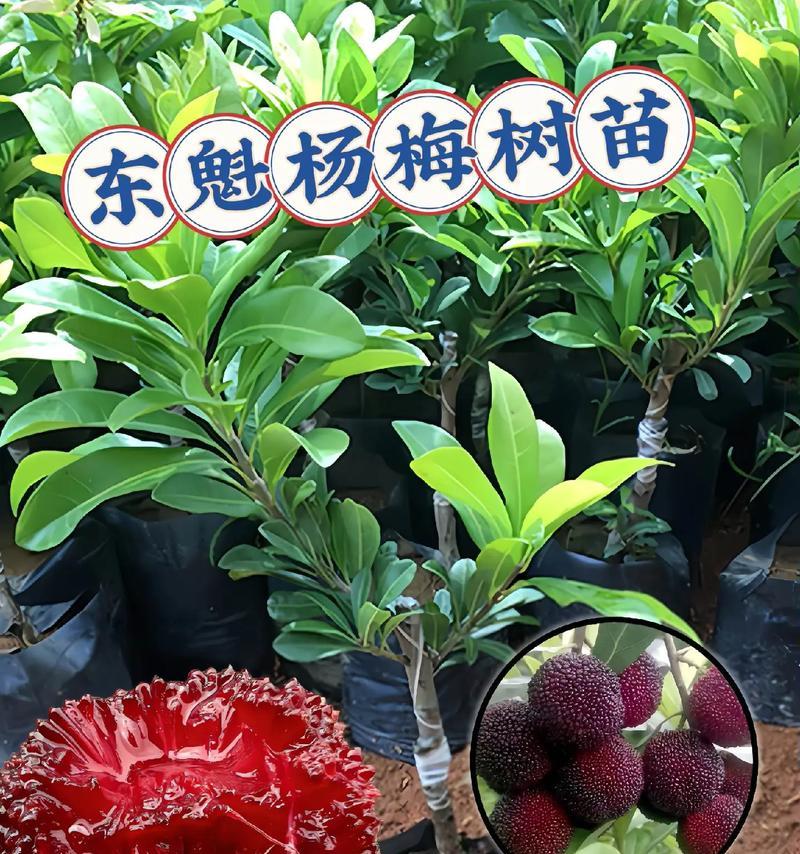 杨梅怎么种植方法？从选种到收获的全过程解析？
