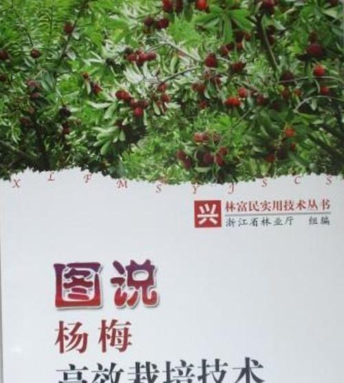杨梅怎么种植方法？从选种到收获的全过程解析？