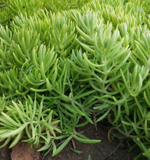 指甲草苗怎么种植方法？种植过程中需要注意哪些问题？