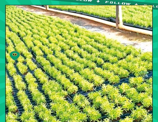 指甲草苗怎么种植方法？种植过程中需要注意哪些问题？