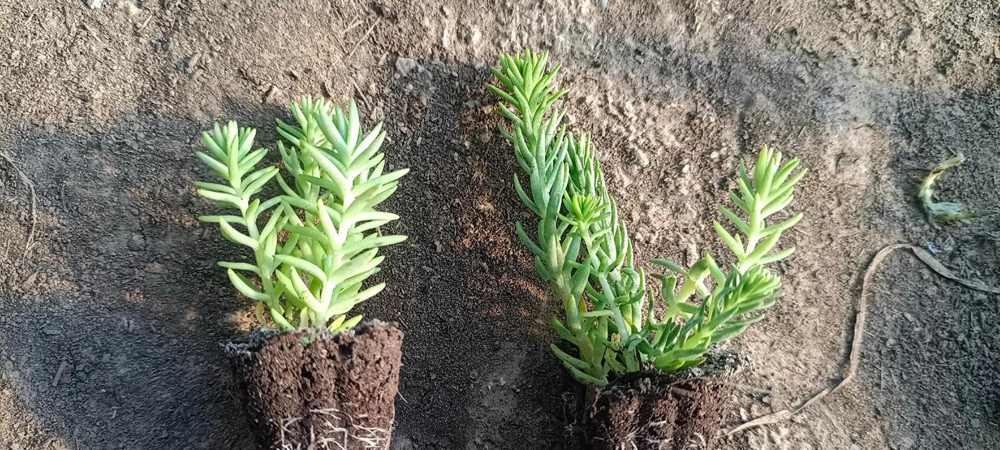 指甲草苗怎么种植方法？种植过程中需要注意哪些问题？