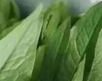 苦瓜子种植方法是什么？如何正确种植苦瓜子？