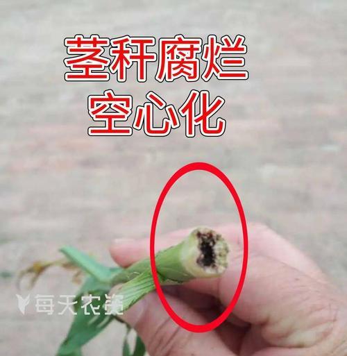 花生玉米怎么催芽？有效催芽方法有哪些？