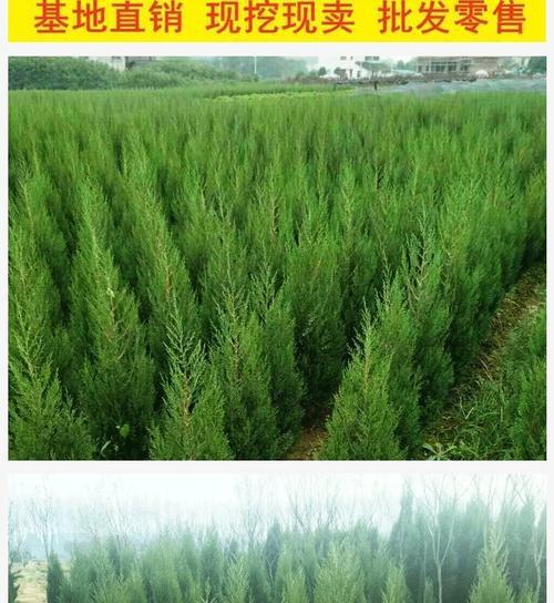 槐花幼苗修剪枝条的最佳时机是什么时候？如何正确进行修剪？