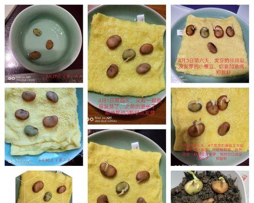 怎么让蚕豆催芽快？有效催芽方法有哪些？