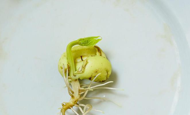 怎么让蚕豆催芽快？有效催芽方法有哪些？